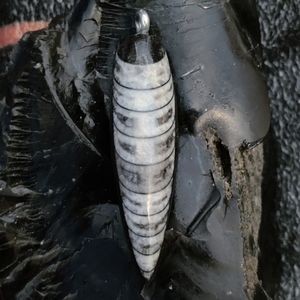 Orthoceras fossil pendant necklace #063